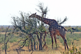 Enlarge photo